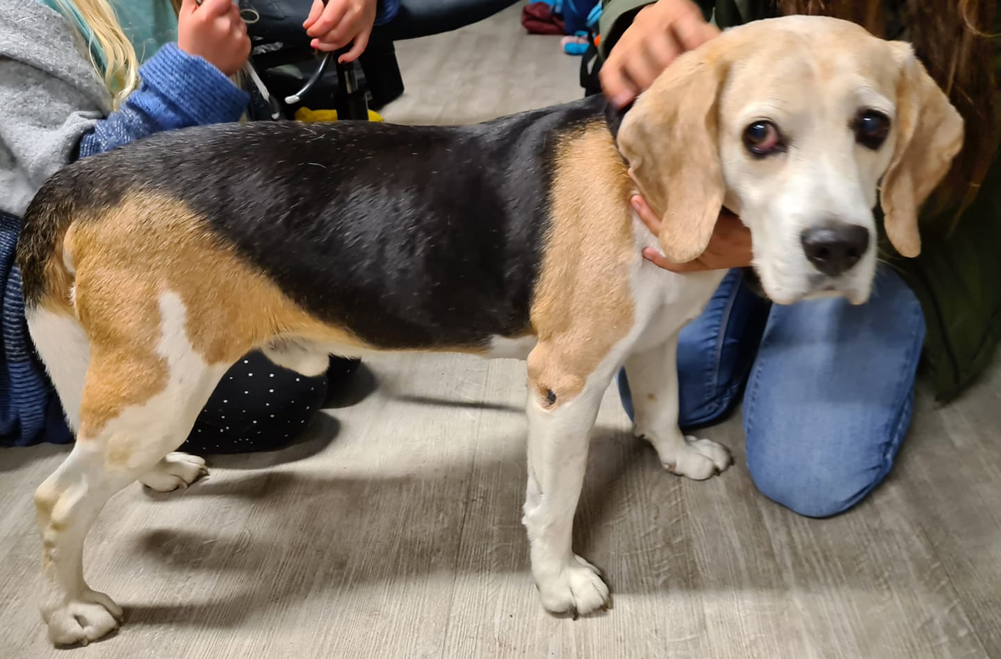 Vermisst jemand seinen Hund?
 Er ist bei uns in der Kiteschule am Nord Nordstran...